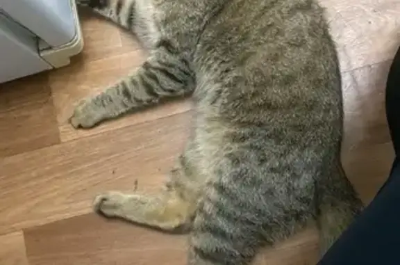 Кошки потеряшки, Клинцы, фото: Потеряшка кошка, ул. Пушкина 53, Клинцы