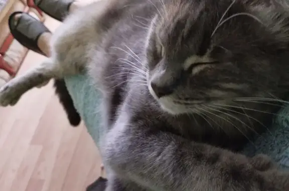 Пропала кошка, Почтовое, Крым