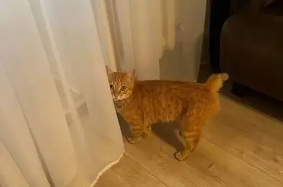 Найдена кошка, Тамбов, фото: Кот найден: Пионерская ул., Тамбов