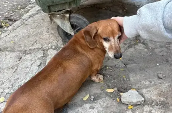 Найдена собака, Ростов-на-Дону, фото: Собака найдена: Вятская ул., 35, Ростов-на-Дону