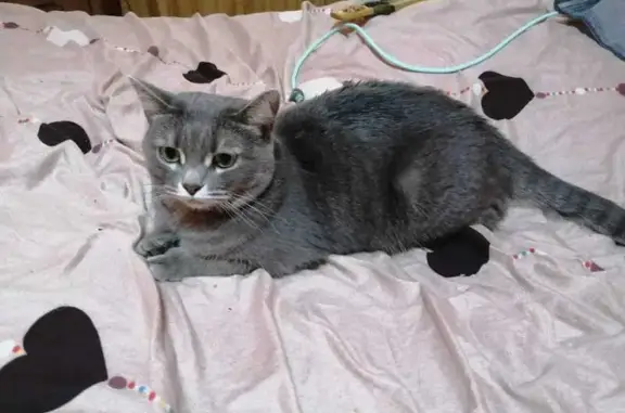 Кошка найдена: Красная площадь, 3, Москва