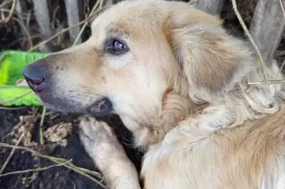 Найдена собака, Омская область, фото: Найдена собака в Омске, Омская область