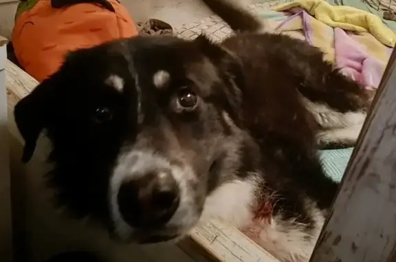 Найдена собака на Напольном проезде, 10