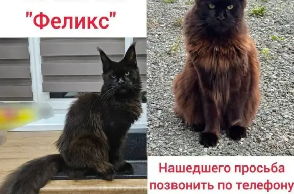 Кошки потеряшки, Южно-Сахалинск, фото: Потеряшка кошка на ул. Шоссейная, Южно-Сахалинск