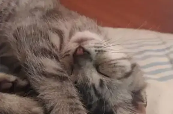 Пропал котик Хабэк, ул. Первомайская, 35