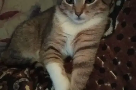 Кошки потеряшки, Орехово-Зуево, фото: Потеряшка кошка, ул. Красина 8, Орехово