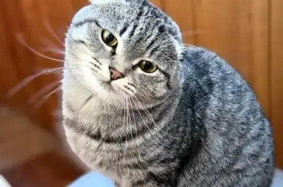 Пропала кошка, ул. Молодогвардейцев, 65