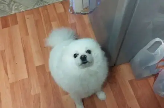 Собаки потеряшки, Екатеринбург, фото: Потеряшка шпиц Борис, Самолётная 30, Екб