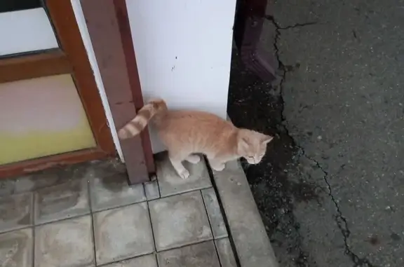 Найдена кошка, Анапа, фото: Кошка найдена на ул. Краснозелёных, 29