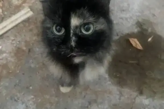 Кошка найдена на ул. Менделеева, Екатеринбург