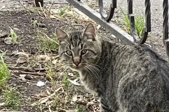 Найдена кошка, Санкт-Петербург, фото: Кошка у подъезда, Белградская 26/9