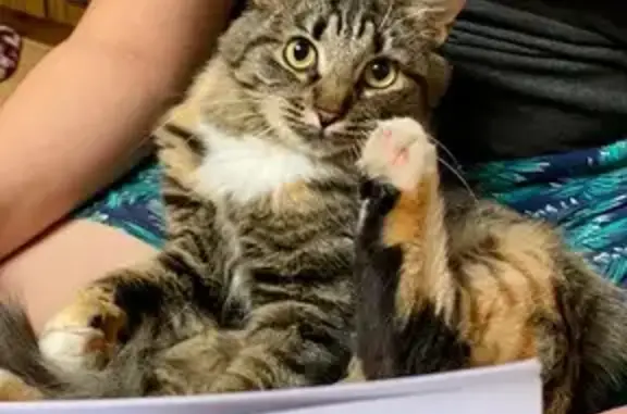 Кошки потеряшки, Рязанская область, фото: Потеряшка кошка, Рязань, Рязанская обл.