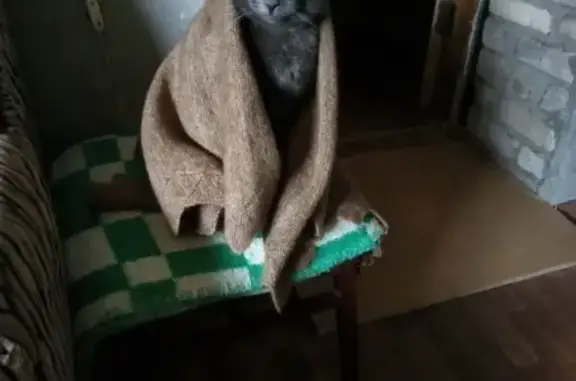 Кошки потеряшки, Липецк, фото: Потеряшка кошка, ул. Курчатова, 26, Липецк