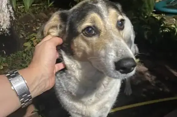 Пропала собака, Орёл, Орловская область