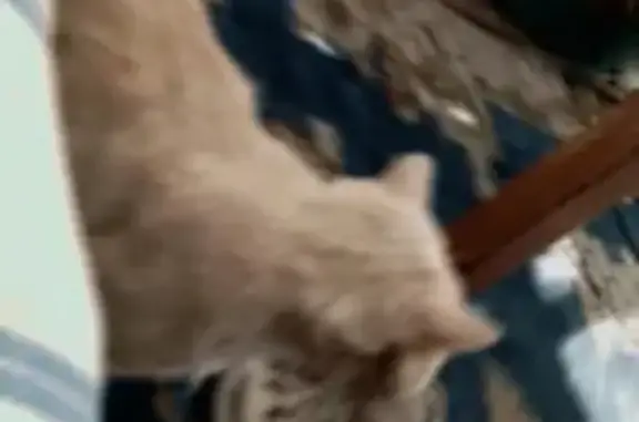 Кошки потеряшки, Бийск, фото: Потеряшка кошка, ул. Трофимова 147/2, Бийск