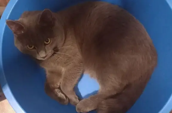 Кошки потеряшки, Лянтор, фото: Потеряшка кошка в Лянторе, ул. Выгула 70