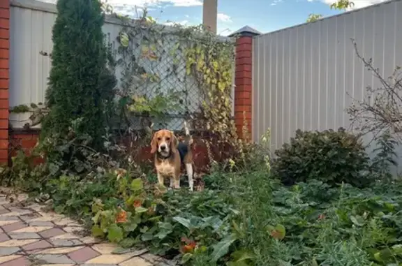 Найдена собака, Липецк, фото: Найдена собака, Ангарская ул., Липецк