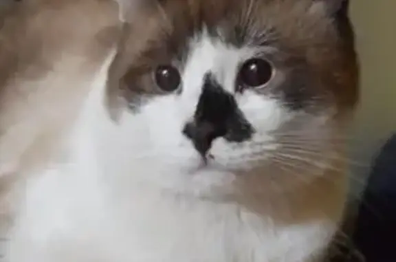 Пропала кошка, Московское шоссе, 53