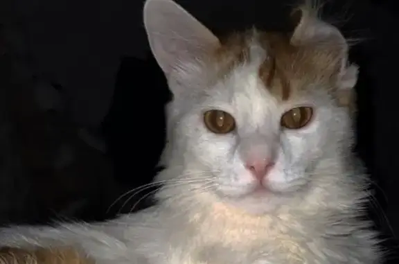 Кошки потеряшки, Таганрог, фото: Потеряшка кошка, ул. П. Тольятти, Таганрог