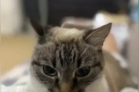 Пропала кошка, пр. Октября 23, Стерлитамак