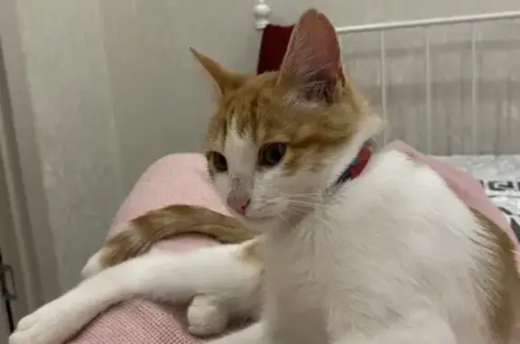 Пропал котёнок Масик, Луначарского 12