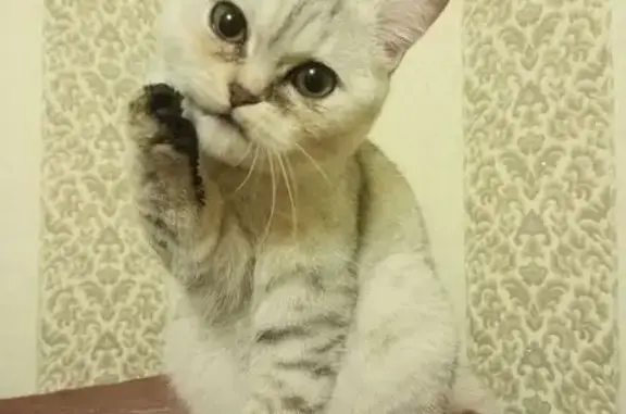 Найдена кошка, , фото: Найдена кошка, ул. Пугачёва, Ижевск