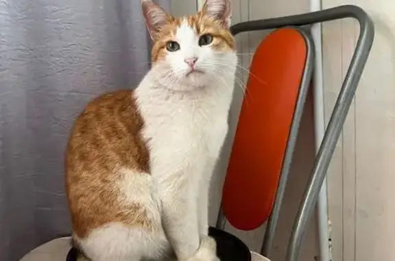 Кошки потеряшки, Дюртюли, фото: Потеряшка кот, ул. Аксакова, Дюртюли