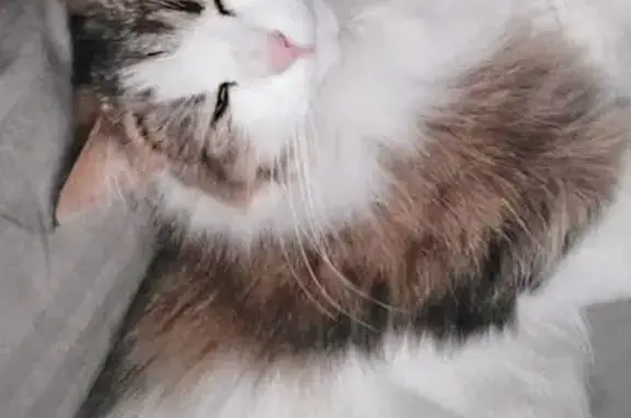 Пропала кошка, ул. Новосёлов, Кашира