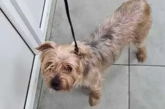 Найдена собака, Московская область, фото: Найдена собака на 46К-1320, МО