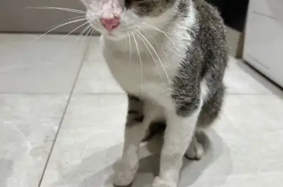 Найдена кошка, Новосибирск, фото: Кошка найдена: Депутатская 9, Новосибирск