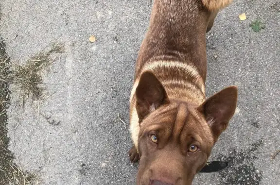 Найдена собака, Крымск, фото: Найдена собака, ул. Свердлова 43, Крымск