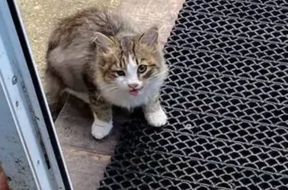 Кошки потеряшки, Пермь, фото: Потеряшка кошка, ул. 25 Октября, 38, Пермь