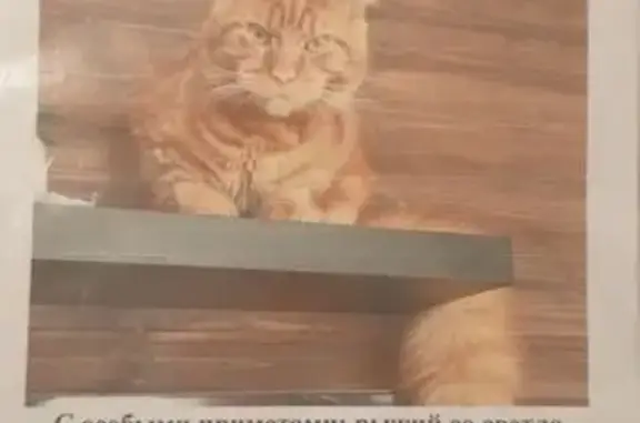 Пропала кошка, Говорово, Центр. ул. 22/1