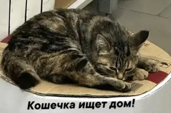 Кошка найдена: ул. Шевченко, Барнаул