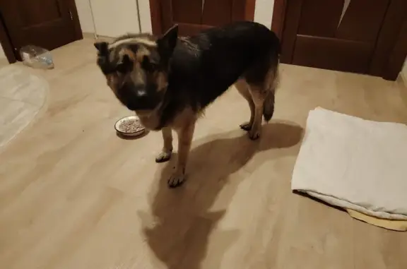 Найдена собака, 46К-7480, Дятловка