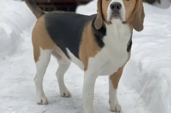 Собаки потеряшки, , фото: Потеряшка собака, Раменское, ул. Арктическая