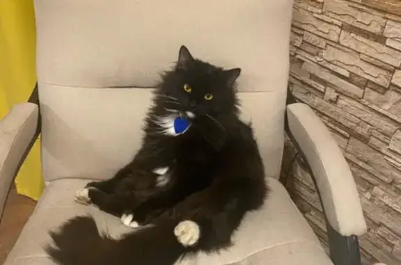 Пропала кошка на ул. Войкова, Воронеж