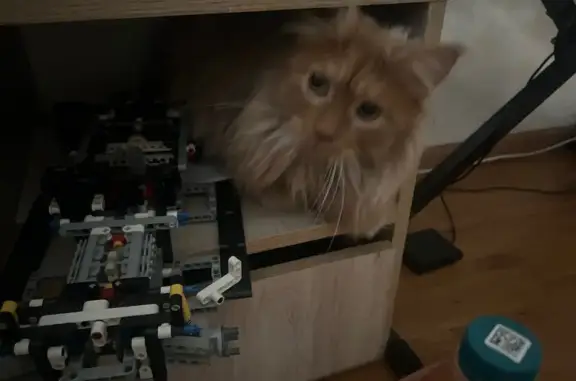 Пропал кот Боня, Петрозаводская 28 к5