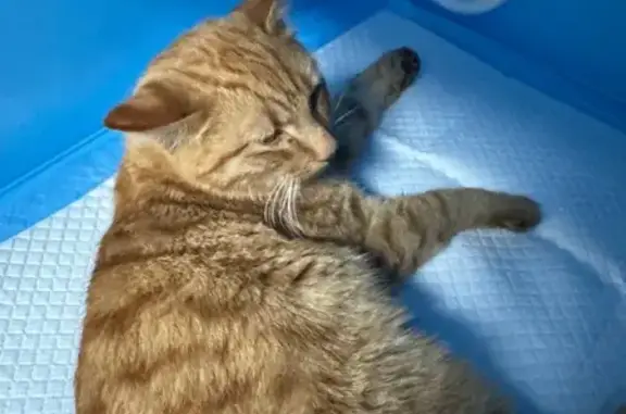 Найдена кошка, Челябинск, фото: Найдена кошка, 1-й Сев.-Крымский пер., 16