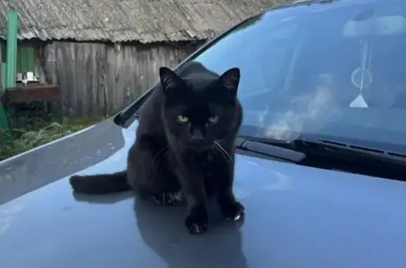 Кошки потеряшки, Васильево, фото: Потеряшка кошка, Радужная ул. 2, Васильево