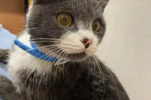 Найдена кошка, Кемерово, фото: Найден кот, бульвар Строителей, 44а