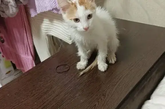 Найденные животные Вологда, фото: Кошка найдена: ул. Карла Маркса, 117, Вологда