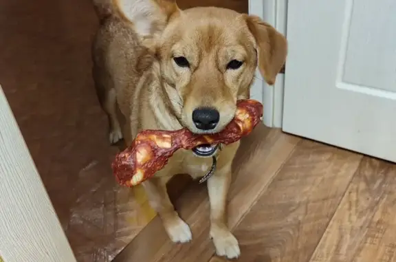 Пропала собака, МО, помесь сибы