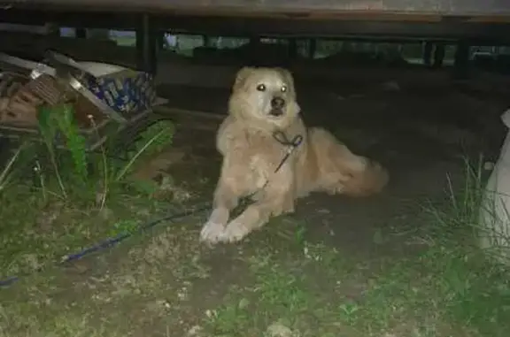 Собаки потеряшки, Калуга, фото: Потеряшка собака, Тепличная 8А, Калуга