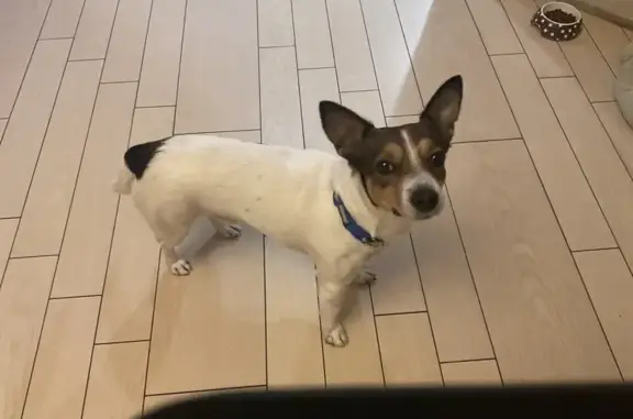 Собака найдена: Киевская ул., Симферополь