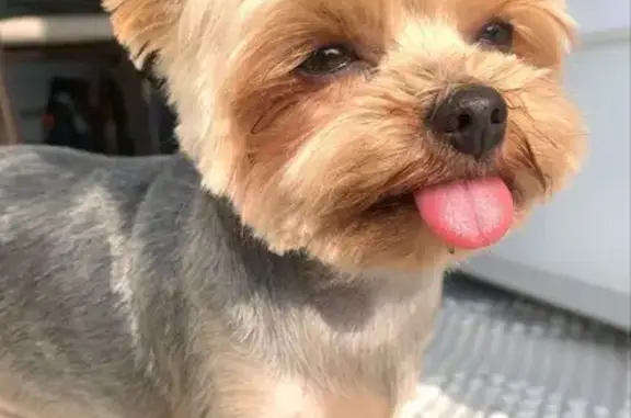 Собаки потеряшки, Жлобин, фото: Потеряшка собака, Светлая ул. 24, Жлобин