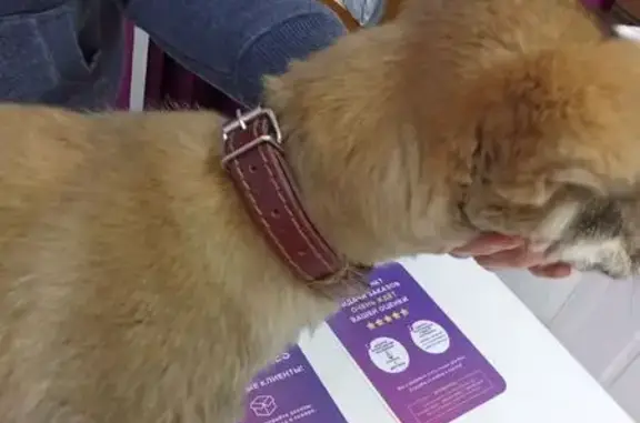 Найдена собака, ул. Танкистов, Челябинск