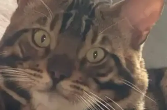 Объявления о пропавших и найденных животных, Пермский край, фото: Пропала кошка, Кудымкар, Пермский край