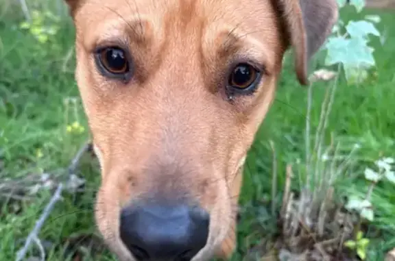 Найдена собака, Севастополь, фото: Найдена собака, Генерала Мельника 1, Сев.