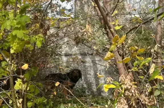 Найдена собака, Нижний Новгород, фото: Собака найдена на Адмирала Васюнина, 5к1